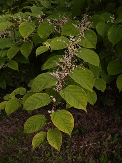 Japanese Knotweed Image