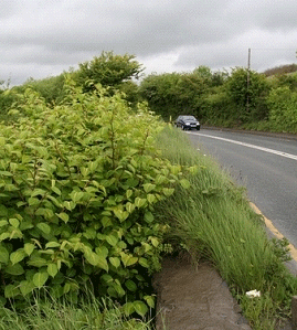 Japanese Knotweed_W_Woodrow