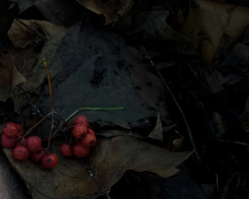Image of berries and leaves